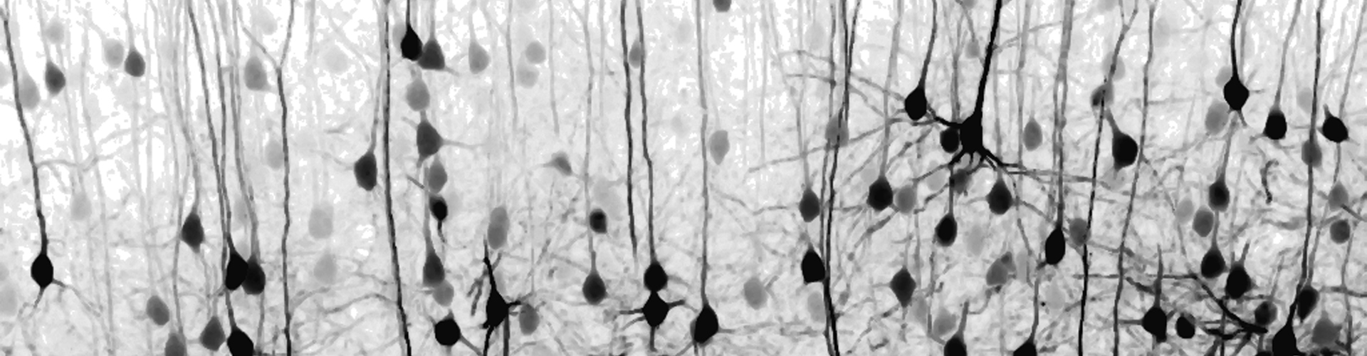 Neuroscience and Computation